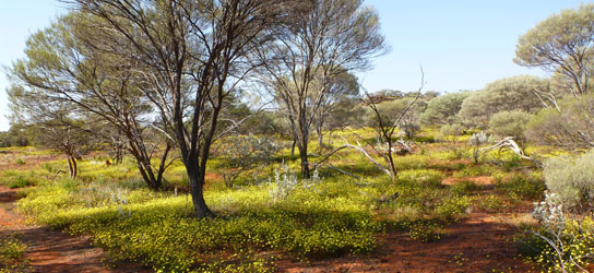 Metal detecting area