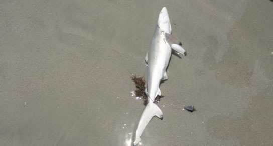 Metal detected a shark on the beach