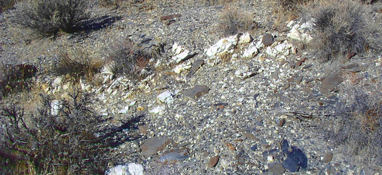Outcrops of quartz vein matter among slabby slate rock as pictured here, is a fine geologic indicator that gold could be found nearby