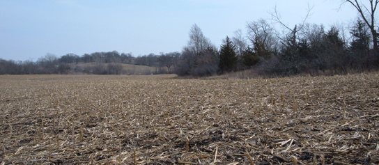 Harvested corn field - Perfect for metal detecting for old coins and relics