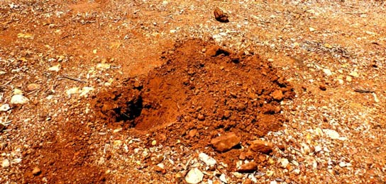 Deep-Digging-GPX-5000-metal-detector