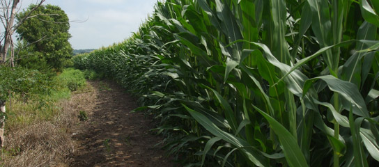 Metal detecting the end rows of a corn field