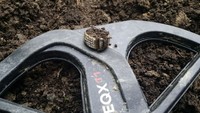 ring2.jpg ring2.jpg